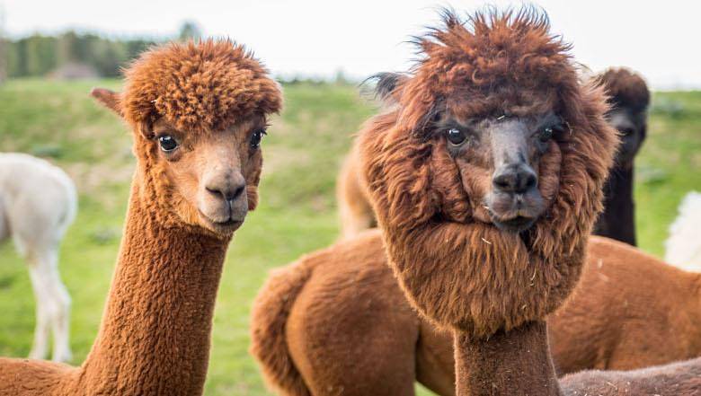 Ferienwohnung für 5 Personen in Gemeinde Bad Großpertholz, Waldviertel