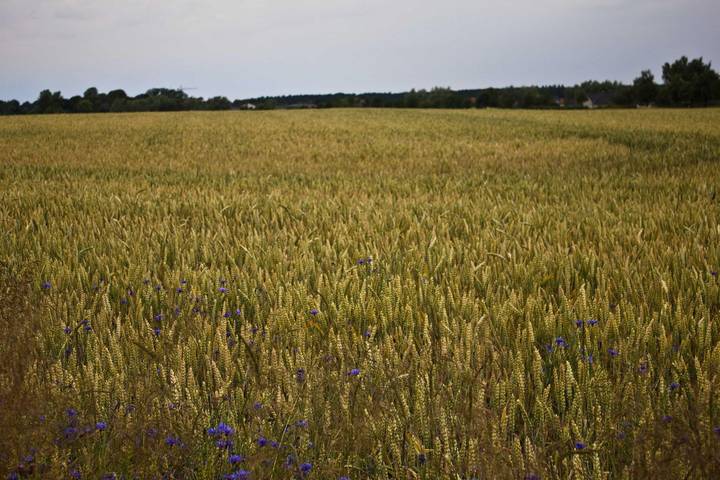 Ferienhaus für 9 Personen, mit Sauna und Ausblick sowie Terrasse, mit Haustier in Kühlungsborn - 4