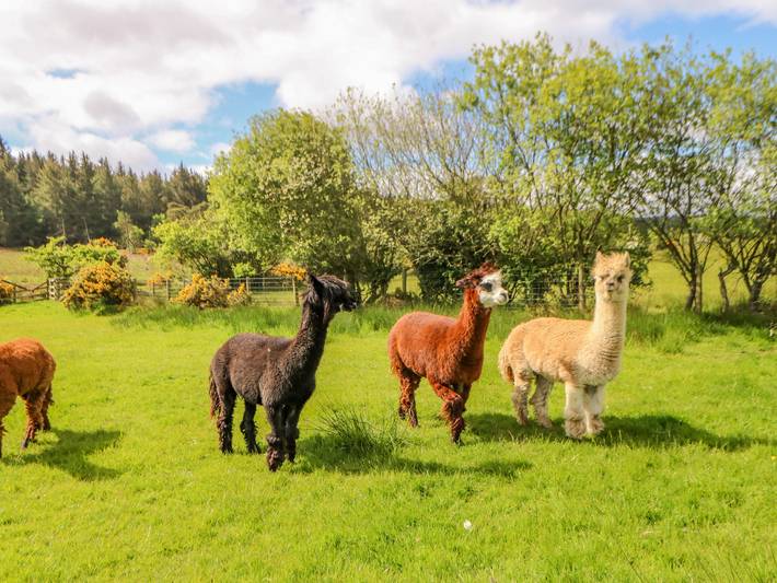 Gîte pour 5 personnes avec jardin in North Pennines