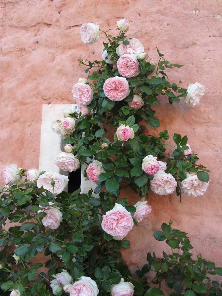 Location de vacances pour 4 personnes, avec vue sur le lac ainsi que vue et jardin, adapté aux familles à Audembert - 3