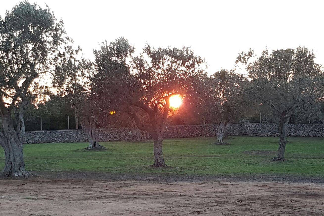 Entire apartment, Trullo in a Olive Grove in Melendugno, Lecce Province