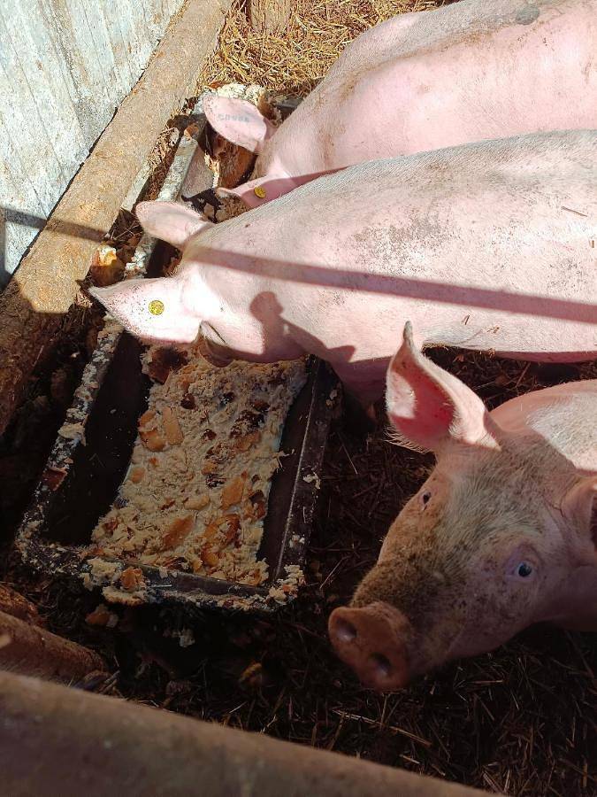 Camping pour 6 personnes, avec jardin ainsi que vue et terrasse, animaux acceptés dans Loiret - 3
