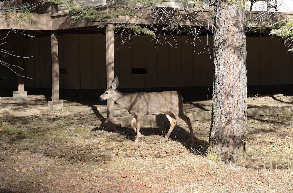 Übernachten Sie in Wawona im Yosemite-Nationalpark! in Wawona, Mariposa County