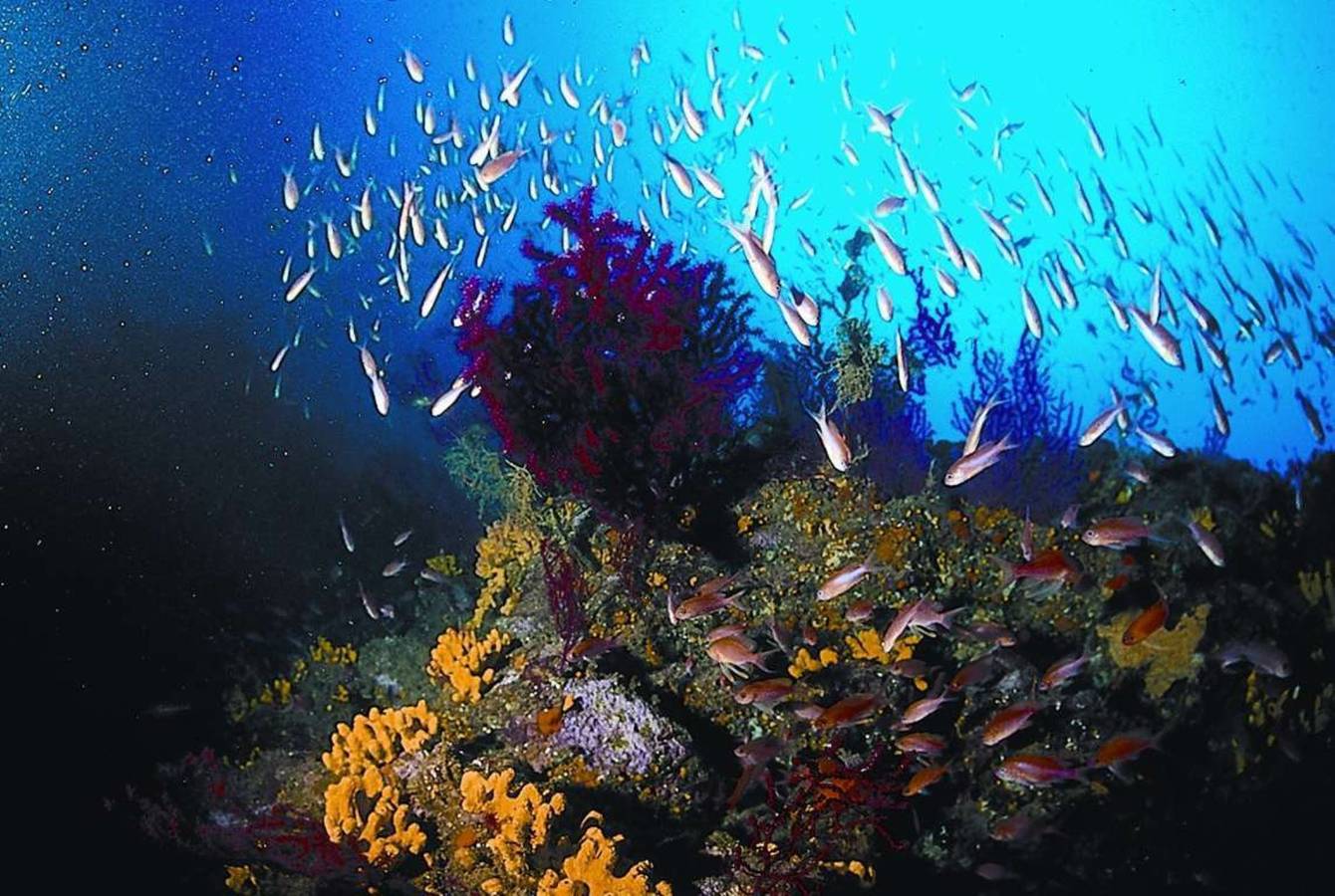 Entire vacation apartment, Il Pescatore in Spiaggia di Marina di Campo, Marina di Campo