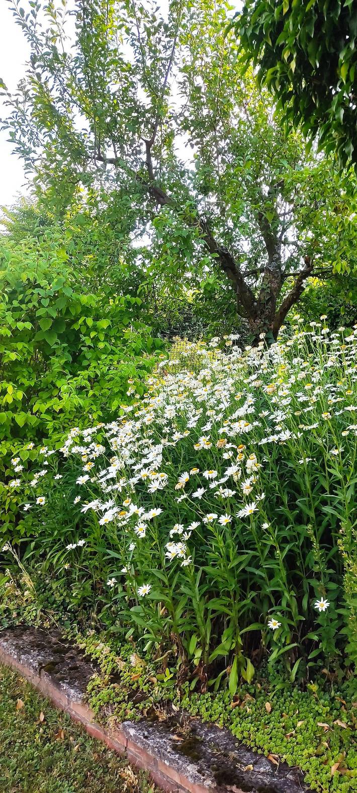 Ferienhaus für 6 Personen, mit Balkon und Garten im Nationalpark Eifel - 2