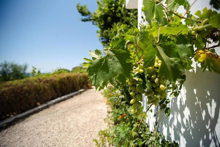 Maison d’hôte pour 3 personnes, avec jardin et vue, animaux acceptés à Corfou - 3