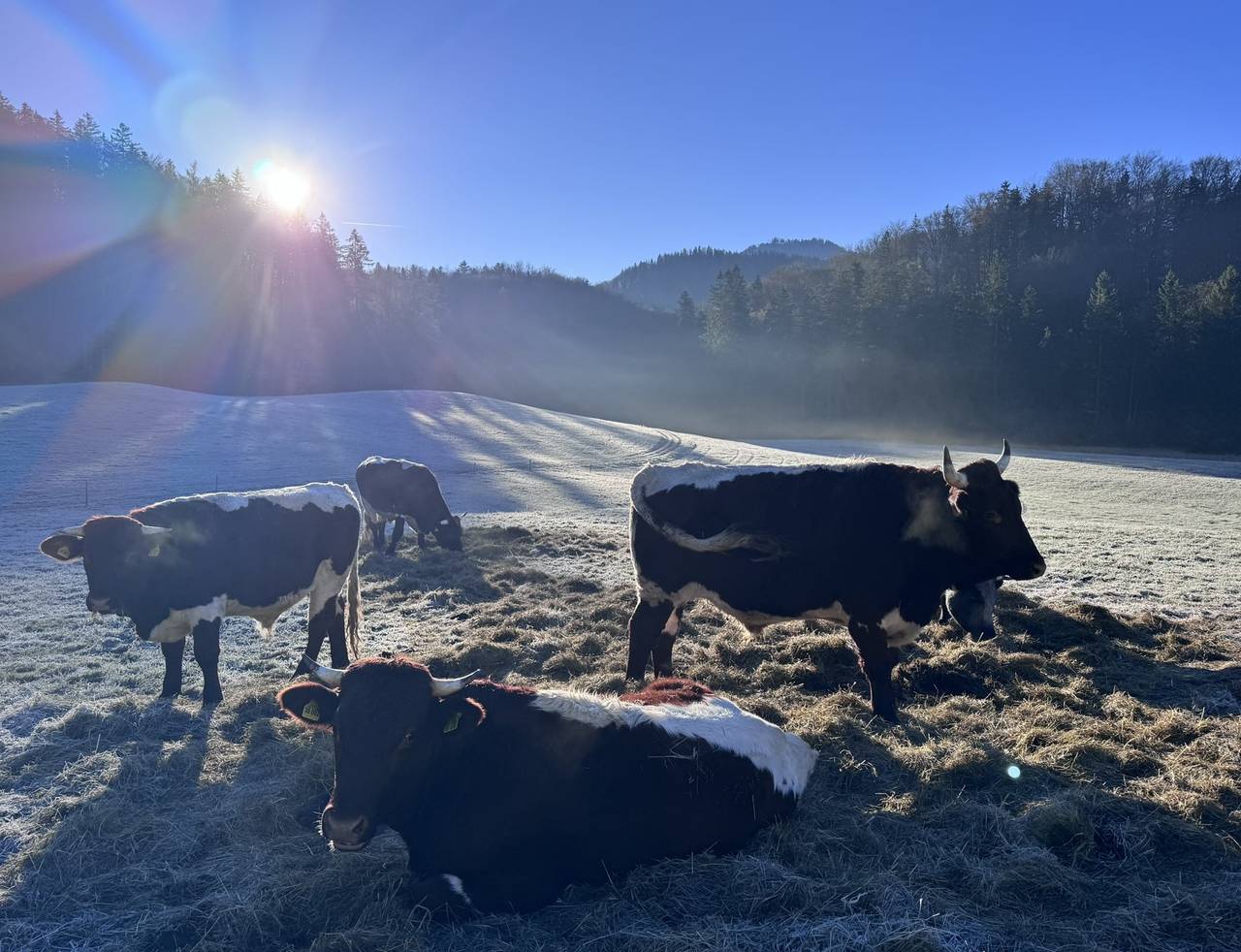Apartamento vacacional entero, Ferienwohnung Hoisenlehen - Ferienwohnung in Göllstock, Marktschellenberg