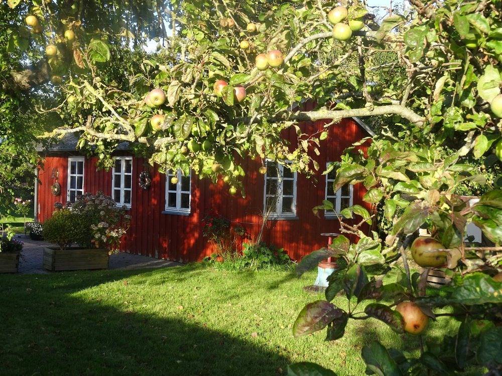 Hansenhof - Mohnblume in Kappeln, Kappeln & Umgebung