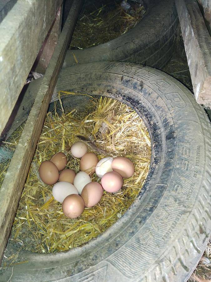 Gîte pour 5 personnes, avec vue à Saint-Vitte-sur-Briance - 3
