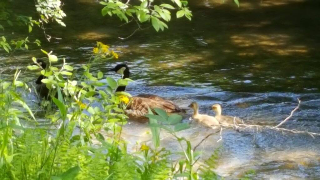 Campingplatz Nr. 3! Zeltcamping in der Nähe des Dupont State Forest! in Transylvania County