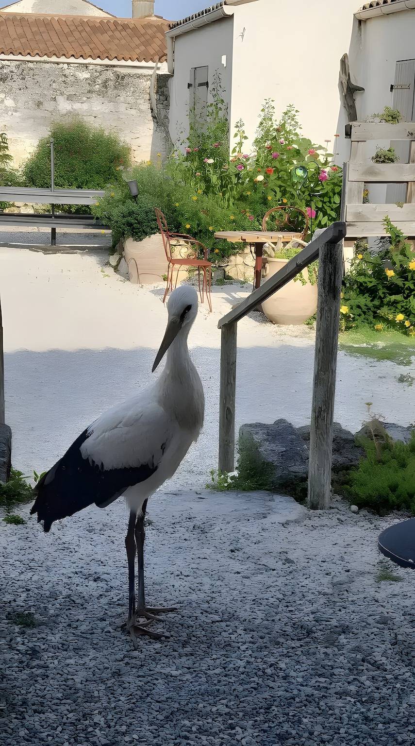 Bed & Breakfast 'Chambres D'hôtes La Marouette 1' met gedeeld terras en wifi in Hiers-Brouage, Côte de Beauté
