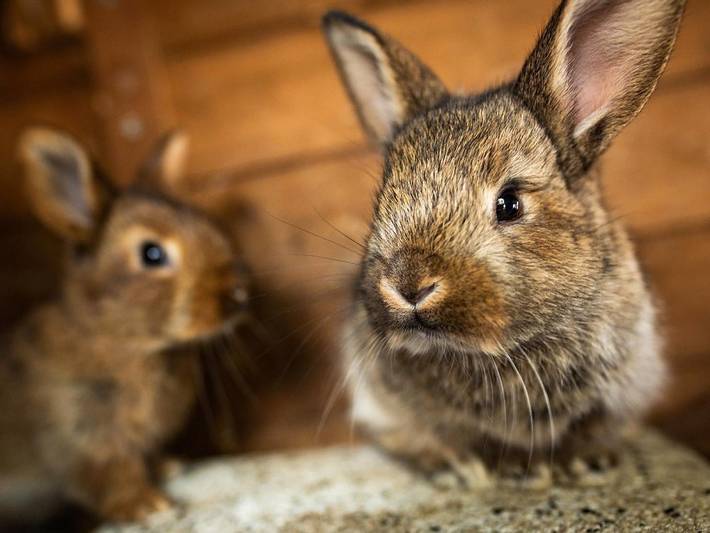 Bauernhof für 5 Personen, mit Sauna und Pool sowie Terrasse, mit Haustier in Rhein (Deutschland) - 4