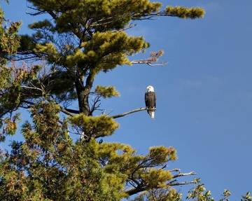 Cabin for 8 Guests in Door County, Picture 1