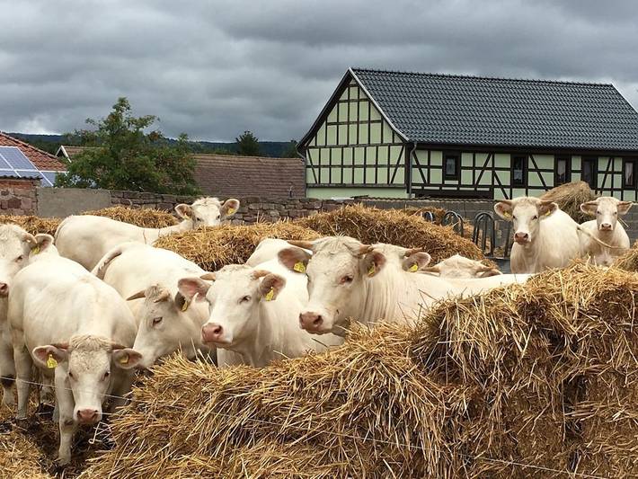 Ferienhaus für 4 Personen, mit Garten in Kyffhäuserland - 4