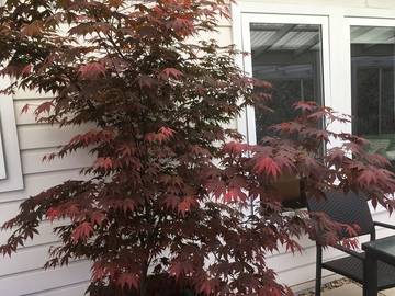 Cottage for 4 People in Crackenback NSW, New South Wales, Photo 4