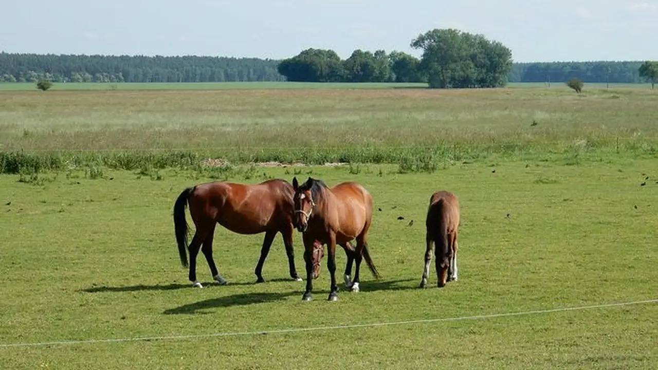 Ganze Ferienwohnung, Ferienwohnung für 3 Personen (40 m²) in Trent (Rügen) in Trent, Rügen