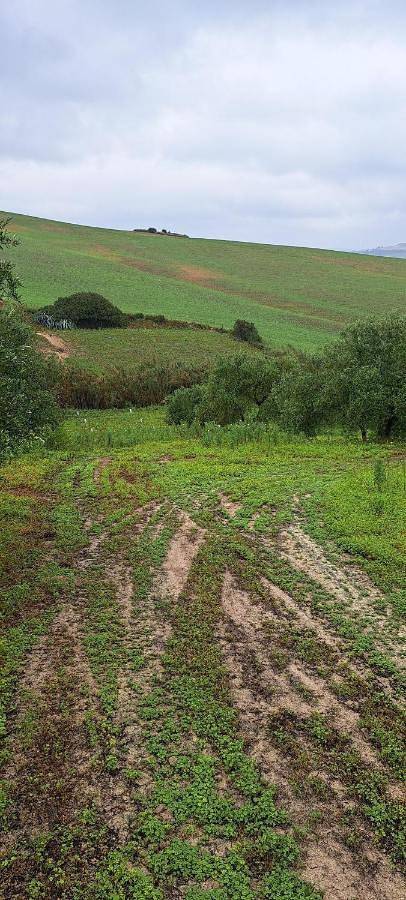 Gîte pour 4 personnes, avec vue ainsi que jardin et piscine, animaux acceptés à Arcos de la Frontera - 4