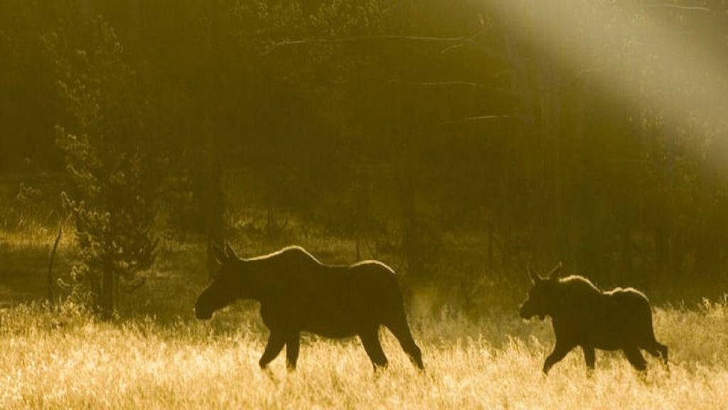 Ganze Wohnung, Neu modernes Studio im River Walk Resort mit Bergblick vom Balkon in Lincoln (NH), Franconia Notch