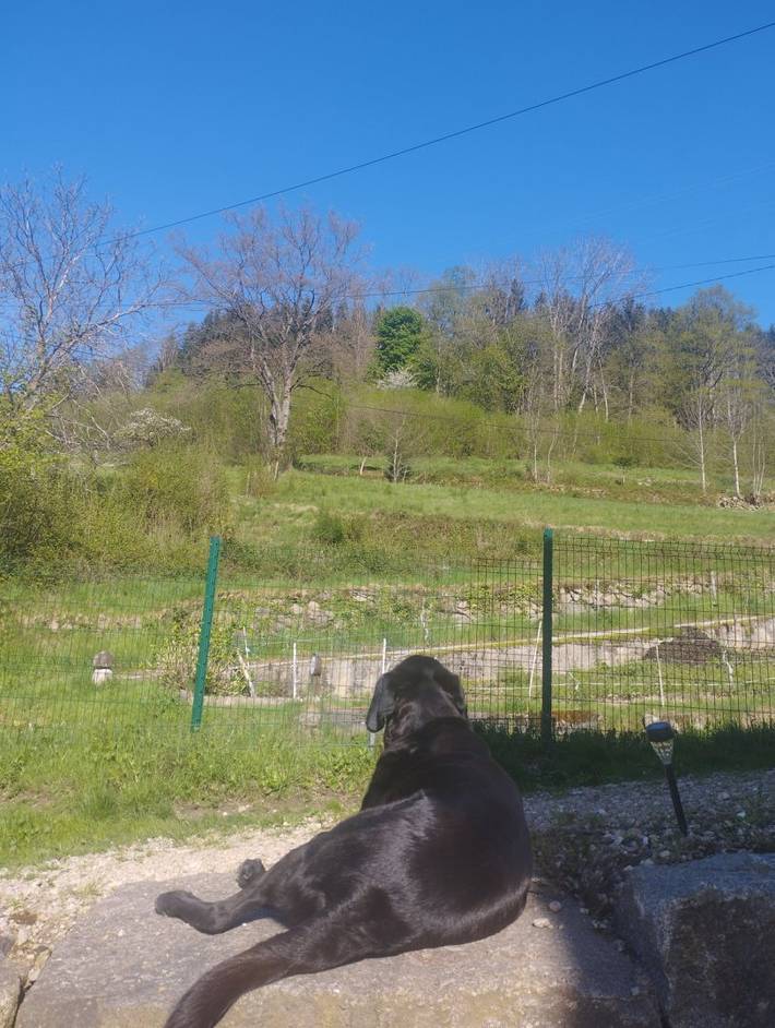 Gîte pour 5 personnes, avec jardin et terrasse, animaux acceptés dans Saint-Dié-des-Vosges - 4