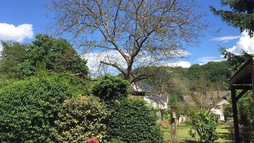 Ferienwohnung für 4 Personen, mit Garten, mit Haustier in Piesport - 4