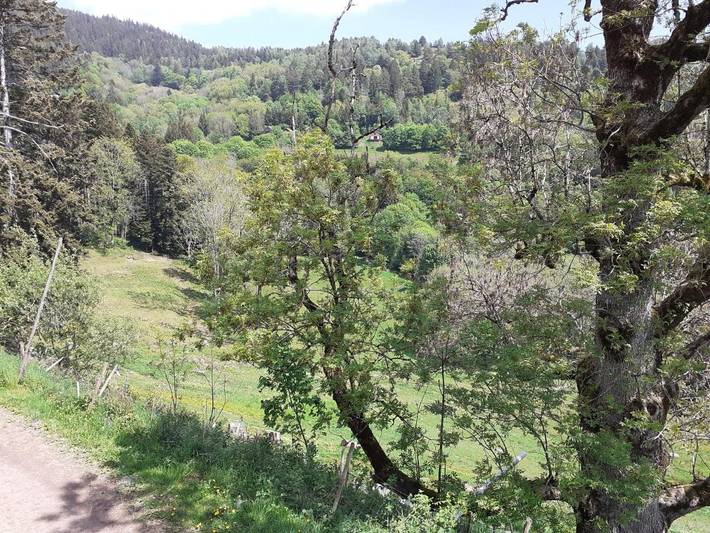 Location de vacances pour 2 personnes, avec vue à Metzeral - 3
