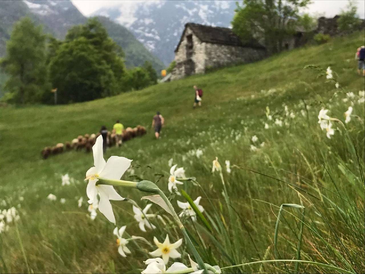 Ganze Wohnung, Typisches Tessiner Landleben im Centovalli in Verdasio, Centovalli