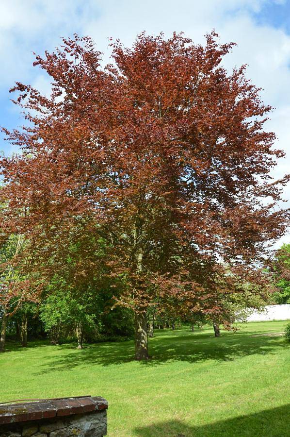 Location de vacances pour 4 personnes, avec terrasse ainsi que vue et jardin à Carcagny - 2