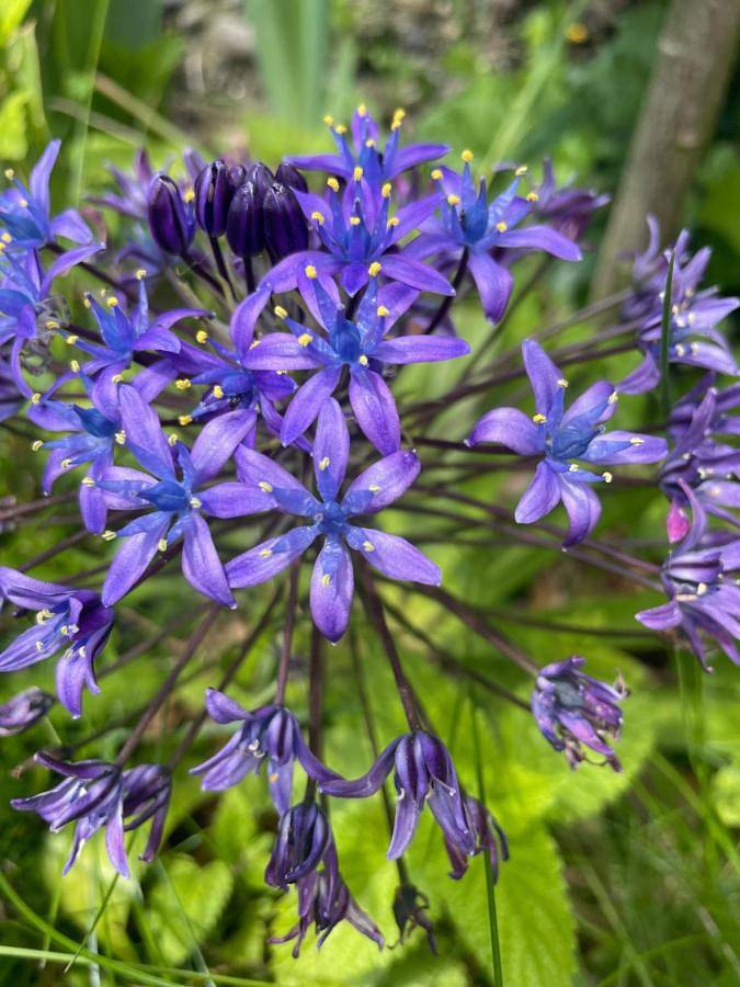 Gîte pour 2 personnes, avec jardin à Saint-Laurent-de-Cerdans - 3