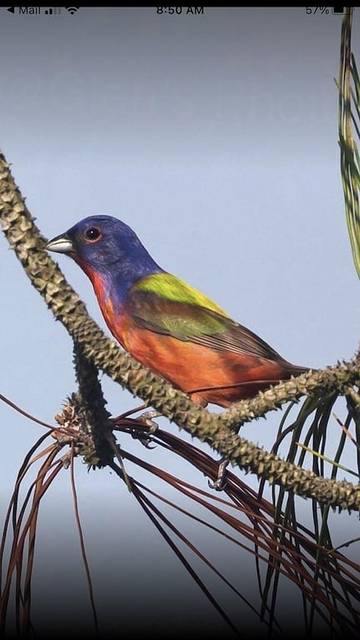 Beach Rental for 4 Guests in Seabrook Island, South Carolina Lowcountry, Picture 3