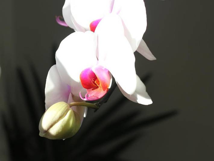 Ferienwohnung für 2 Personen, mit Balkon und Garten, kinderfreundlich in Ramsau am Dachstein - 4