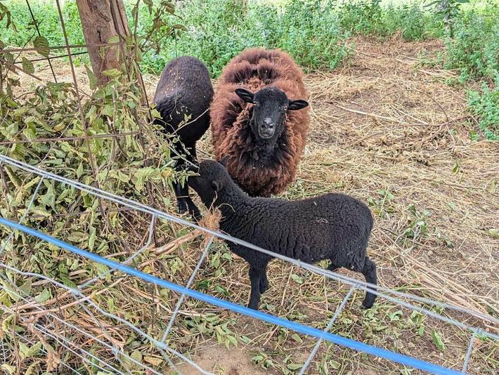 Location de vacances pour 4 personnes, avec terrasse à Saint-Crépin-et-Carlucet - 4