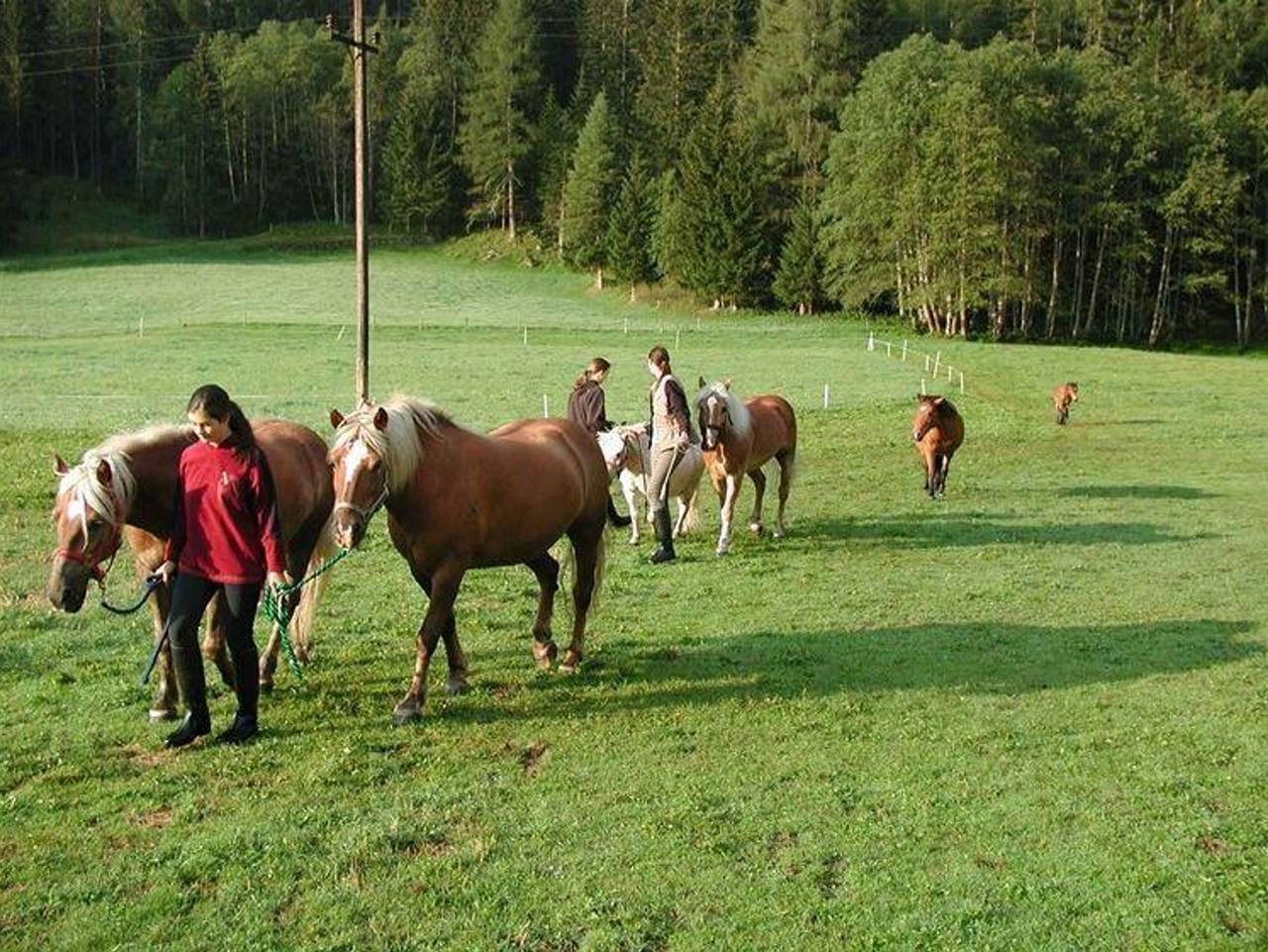 Ganze Ferienwohnung, Familienparadies Wolfgangbauer - Wohnung Typ C 40 m² 2 Personen in Schobergruppe, Heiligenblut
