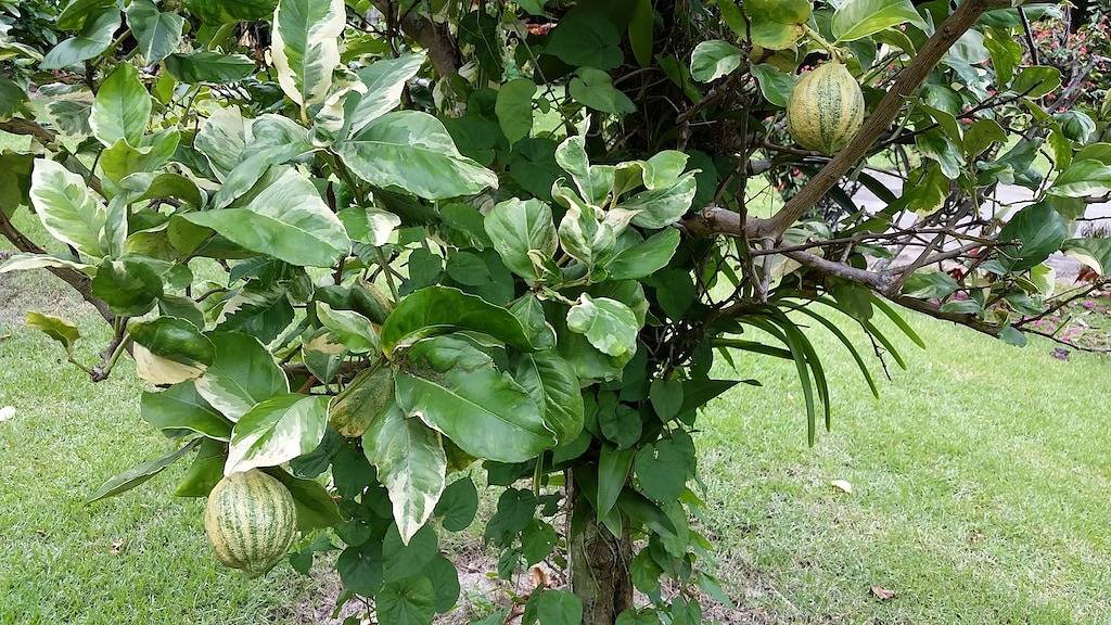 Kostenlose Zip Line Tour mit 1 Woche Aufenthalt im Home at Botanical World in Hakalau, Hamakua