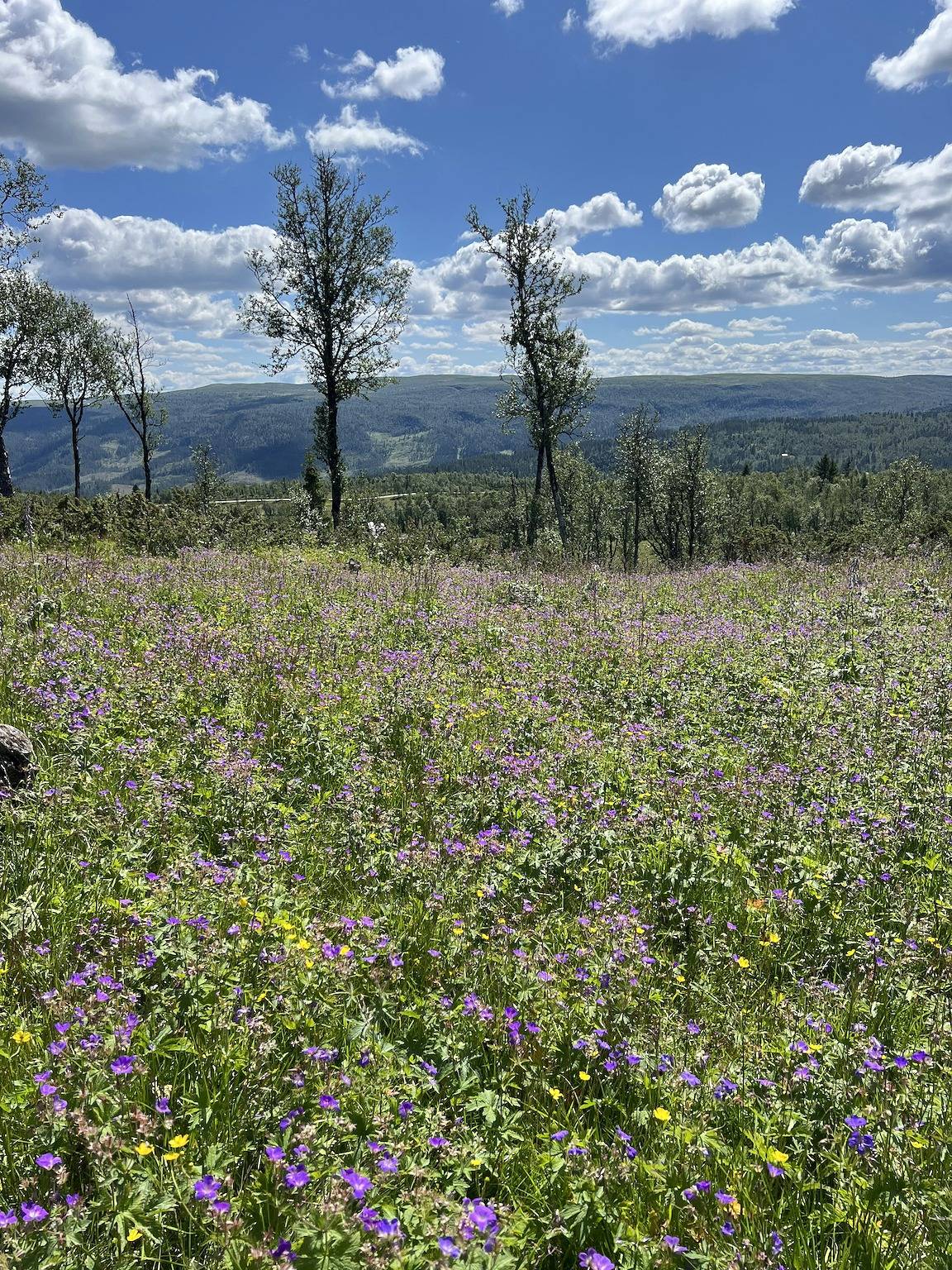 Moderne Ålhytte am Fuße des Reinskarvet in Ål