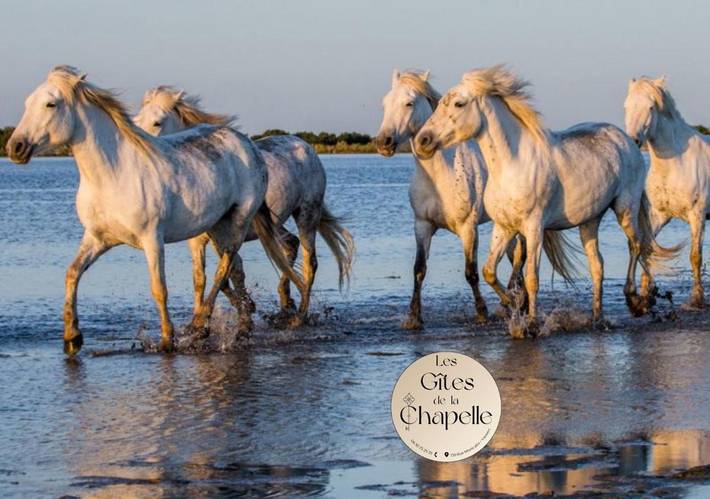 Gîte pour 7 personnes, avec jardin à Vauvert - 4