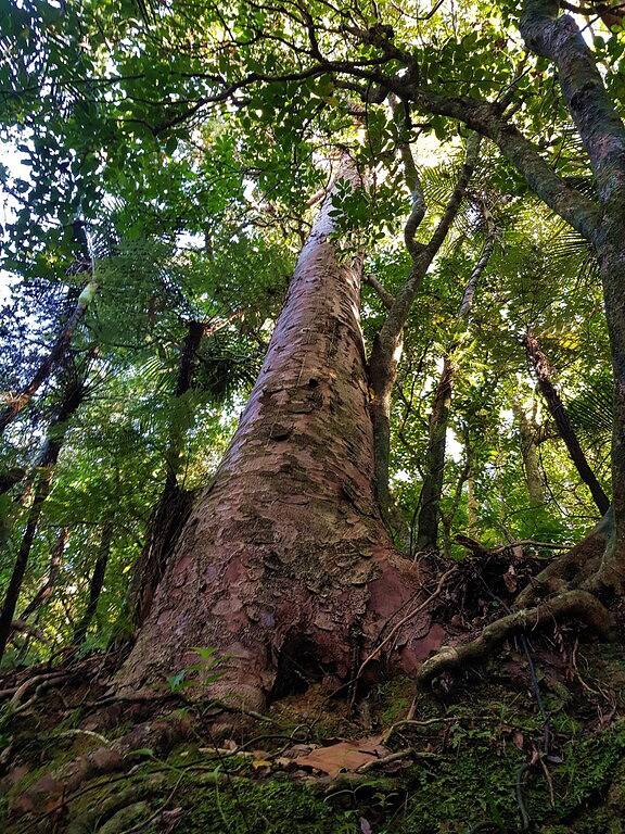 Ein einheimisches neuseeländisches Küstenerlebnis in Whangarei District