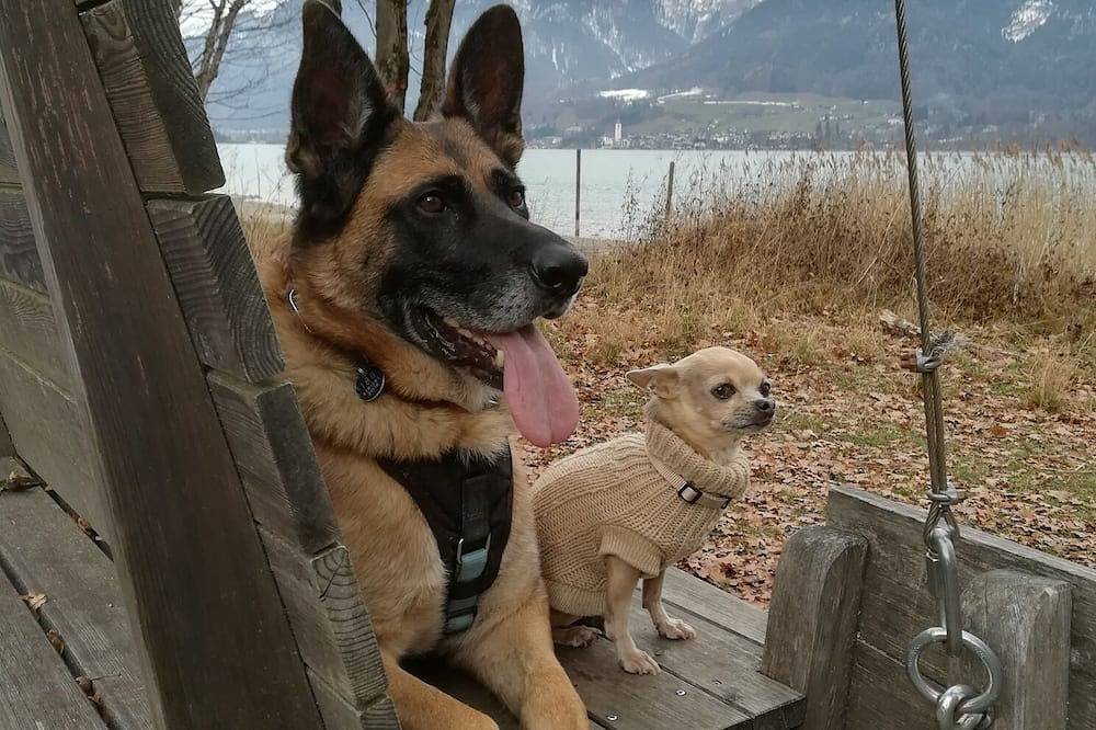 Ganze Wohnung, Wolfgangsee, Zentrum, Seenähe, Skiurlaub, Whirlpool, Hundefreundlich, Sky-Tv in Strobl, Salzkammergut