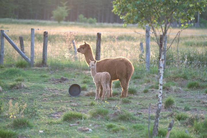 Location de vacances pour 4 personnes, avec vue ainsi que terrasse et jardin, animaux acceptés dans Longfaye - 2