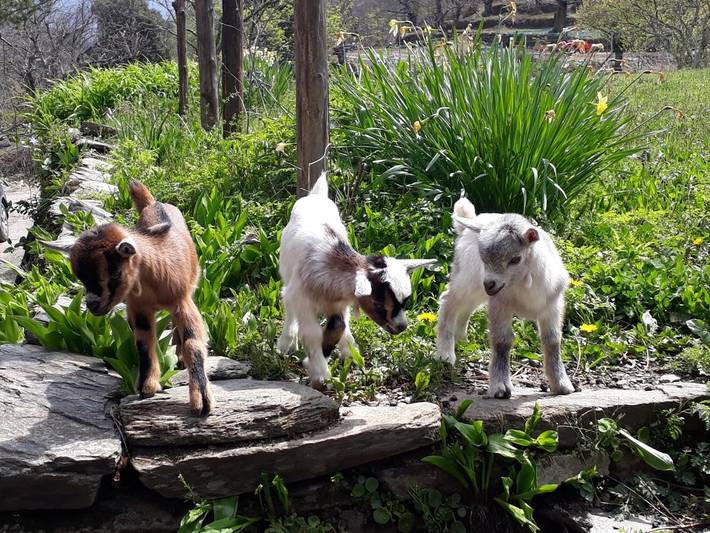 Location de vacances pour 4 personnes, avec vue à Saint-Germain-de-Calberte - 2