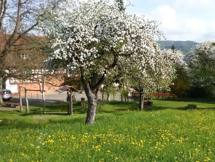 Ferienhaus für 2 Personen, mit Balkon und Sauna sowie Garten am Bodensee - 3