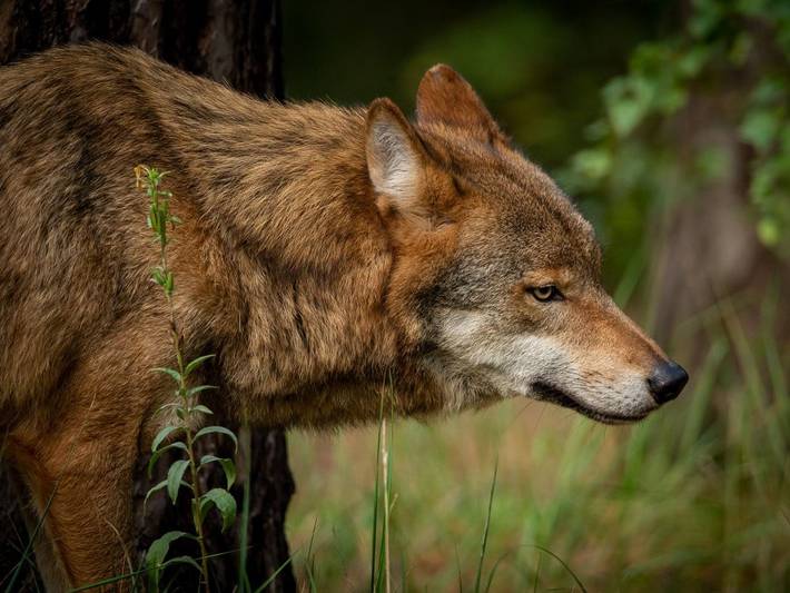 Hütte für 4 Personen, mit Pool und Balkon in Brandenburg - 3
