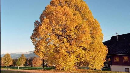 Ferienwohnung für 4 Personen in Ramsau am Dachstein, Steiermark, Bild 4