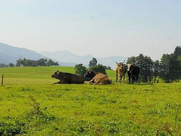 Ganze Ferienwohnung, Wohnung 5 Morgensonne in Hergensweiler, Bayerisch Schwaben