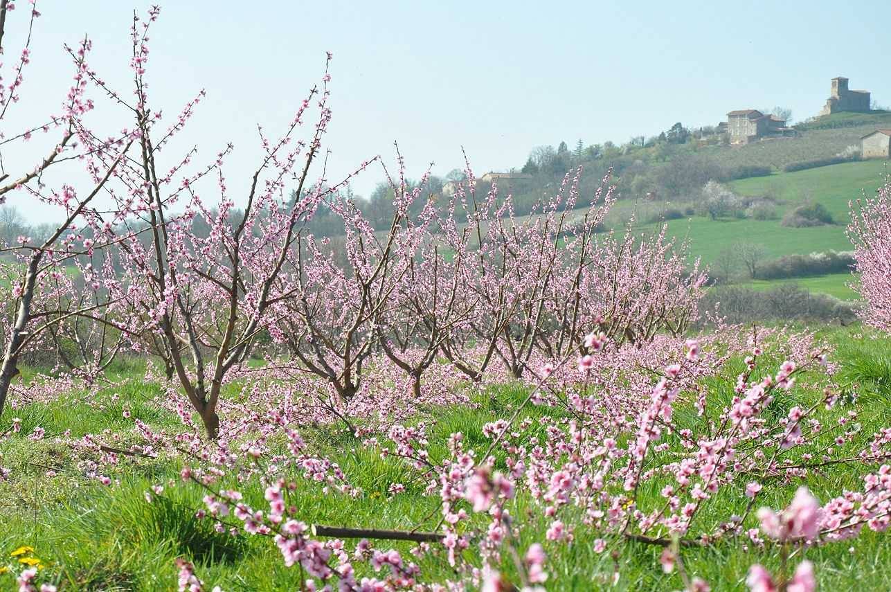 Gîte du Bistinclin Fruité in Saint-Laurent-d'Agny, Lione e dintorni