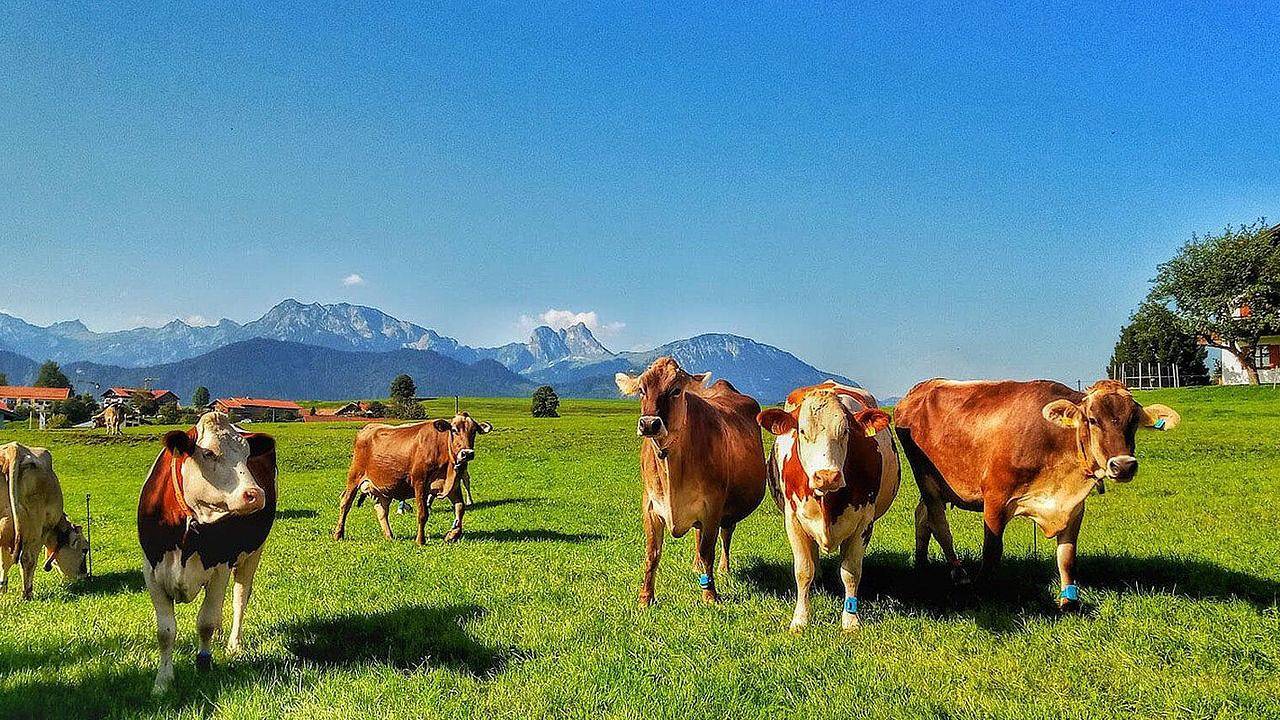 Ganze Ferienwohnung, Ferienwohnung für 5 Personen (70 m²) in Hopferau in Hopferau, Bayerisch Schwaben