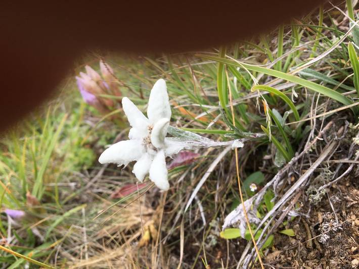 Ferienwohnung für 7 Personen, mit Garten und Ausblick sowie Sauna in Heiligenblut - 3