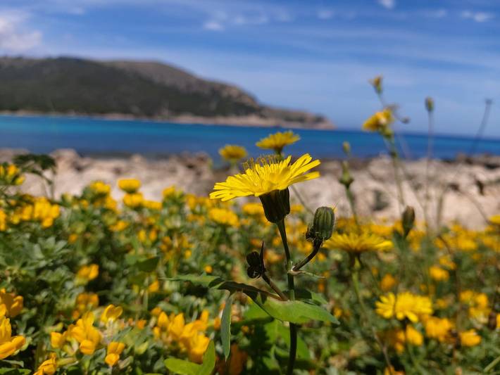 Villa für 12 Personen, mit Terrasse und Garten in Cala Ratjada - 3