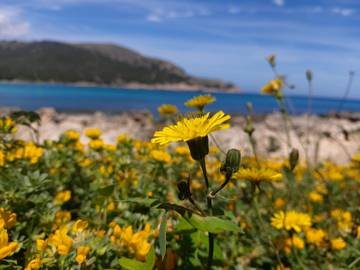 Villa in Cala Ratjada, Capdepera für 12 