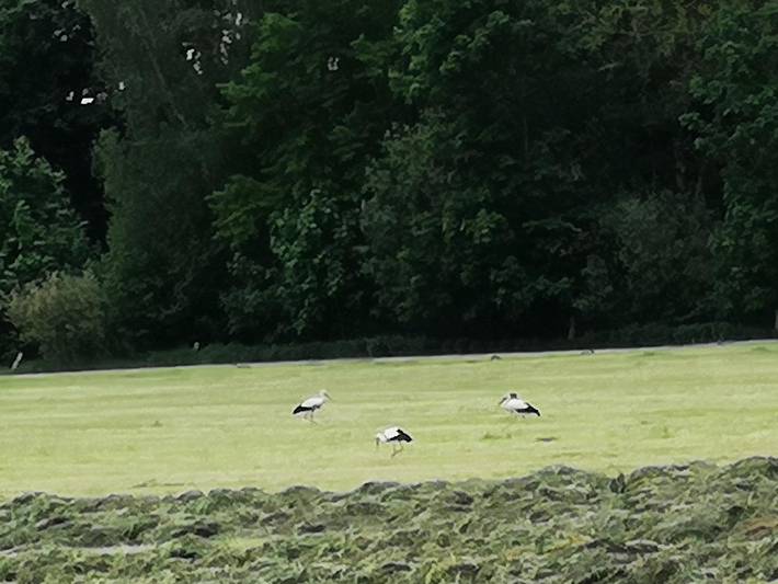 Ferienwohnung für 5 Personen, mit Garten, kinderfreundlich in Winsen (Luhe) - 4