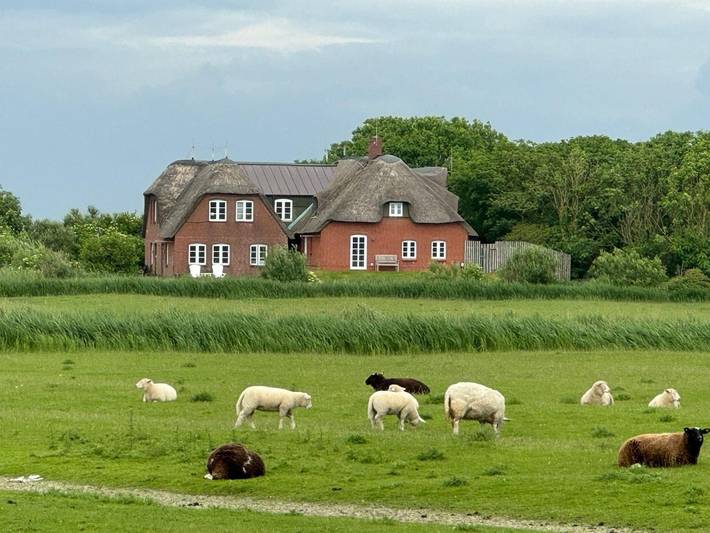 Ganze Ferienwohnung, Graugans in Badestelle Schütting, Pellworm